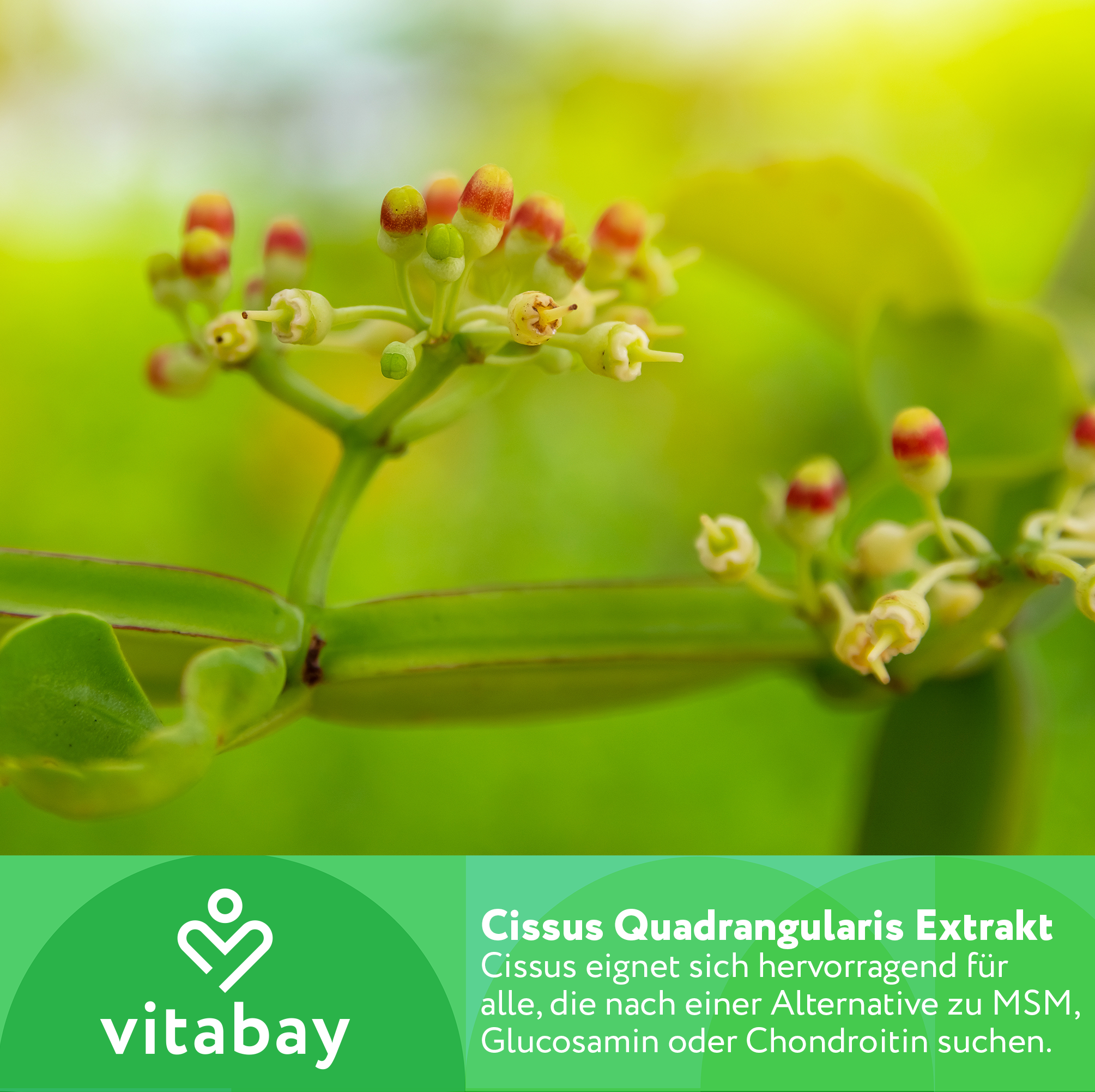 Cissus Quadrangularis Extrakt 2500 mg - 90 vegane Kapseln